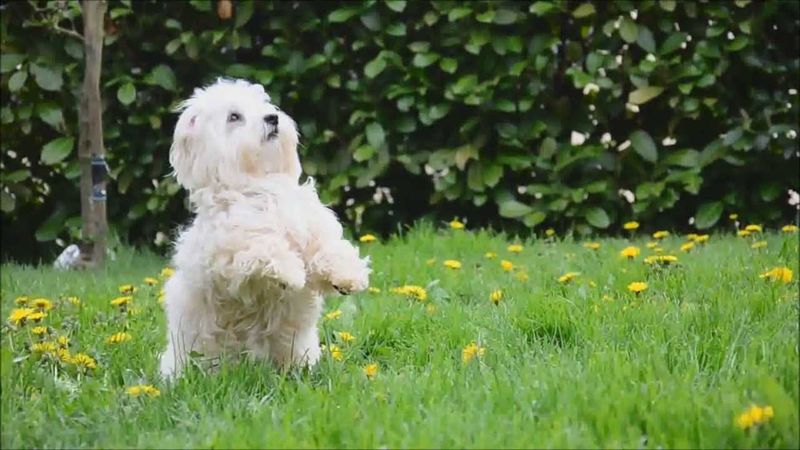 Coton de Tulear