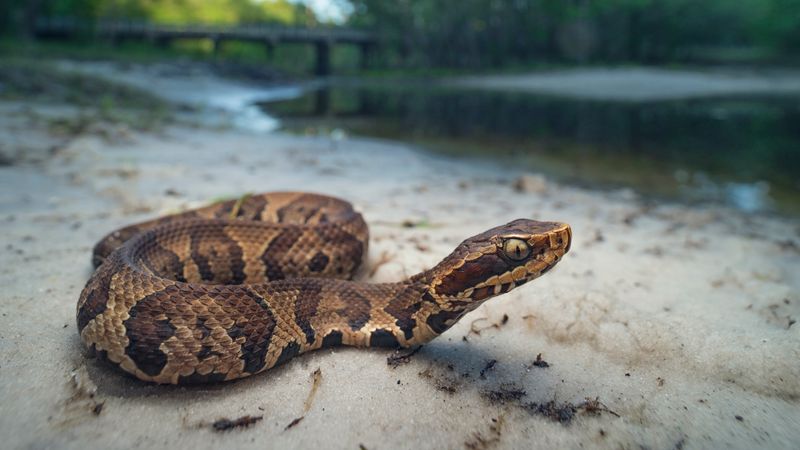 Cottonmouth (Water Moccasin)