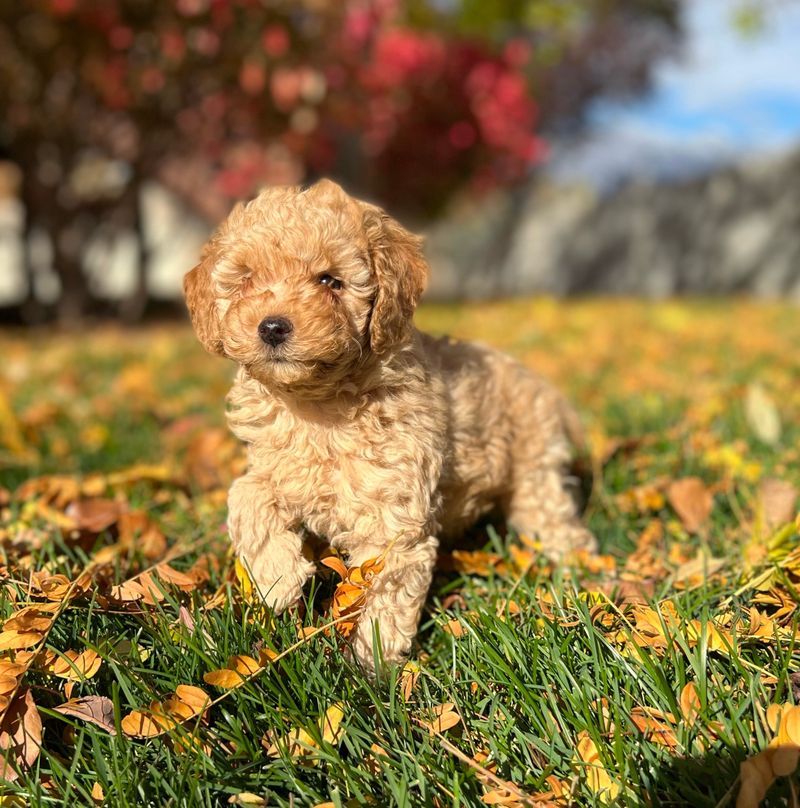 Cream Poodle