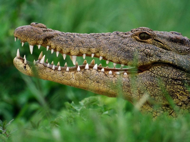 Crocodile