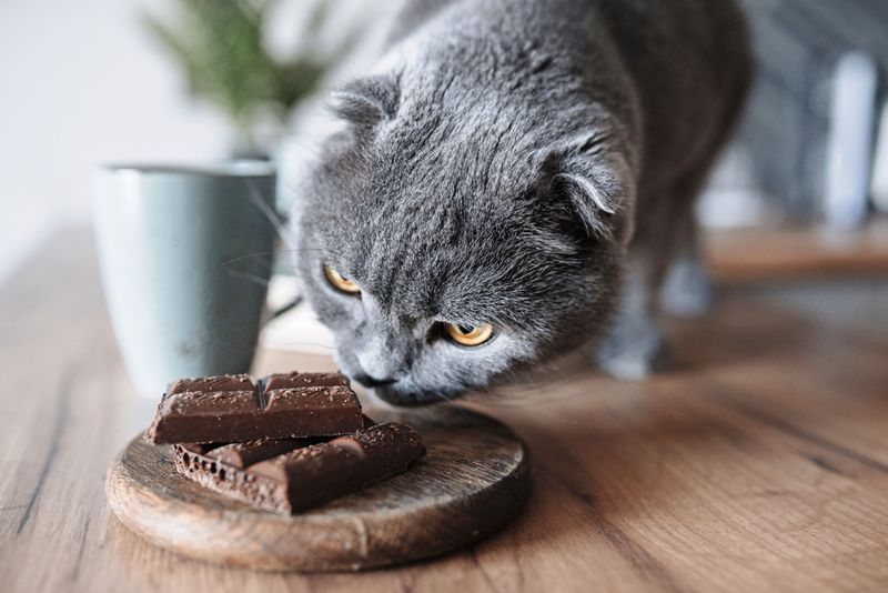 Curiosity Can Hurt the Cat – 10 Shocking Things to Keep Away from Your Feline