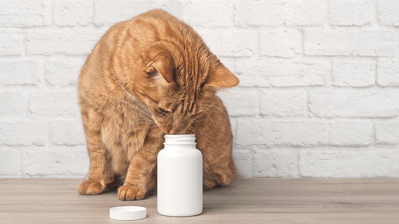 Curiosity Can Hurt the Cat – 10 Shocking Things to Keep Away from Your Feline