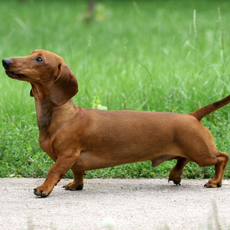 Dachshund