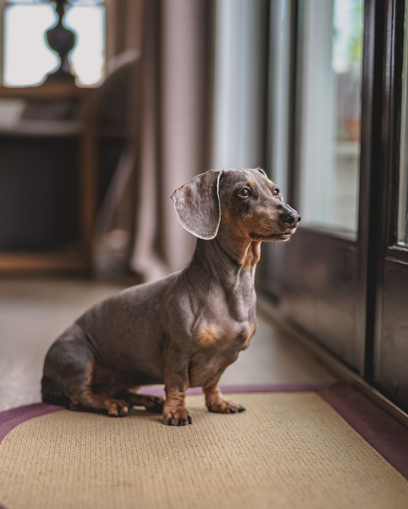 Dachshund