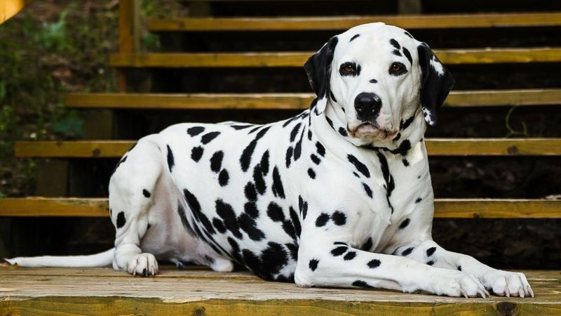 Dalmatian