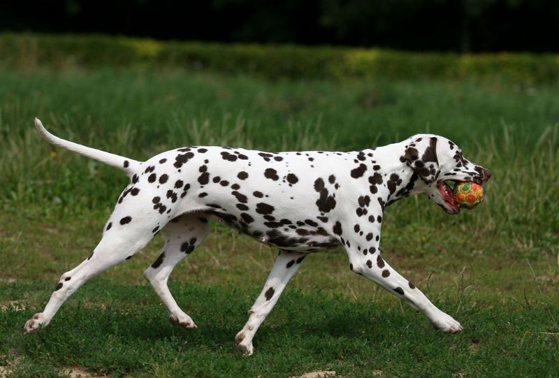 Dalmatian