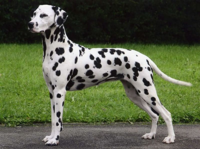 Dalmatian