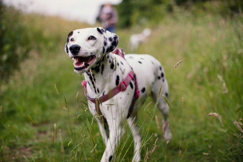 Dalmatian