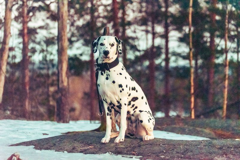 Dalmatian