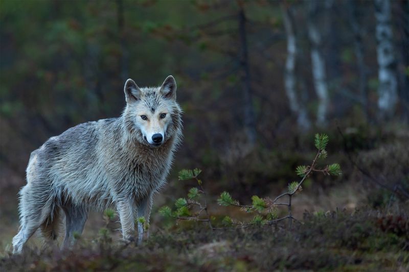 Denali National Park, USA