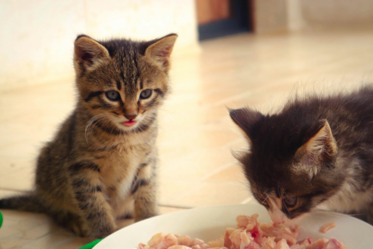 Why Your Cat Isn’t Eating and How to Help Them Thrive