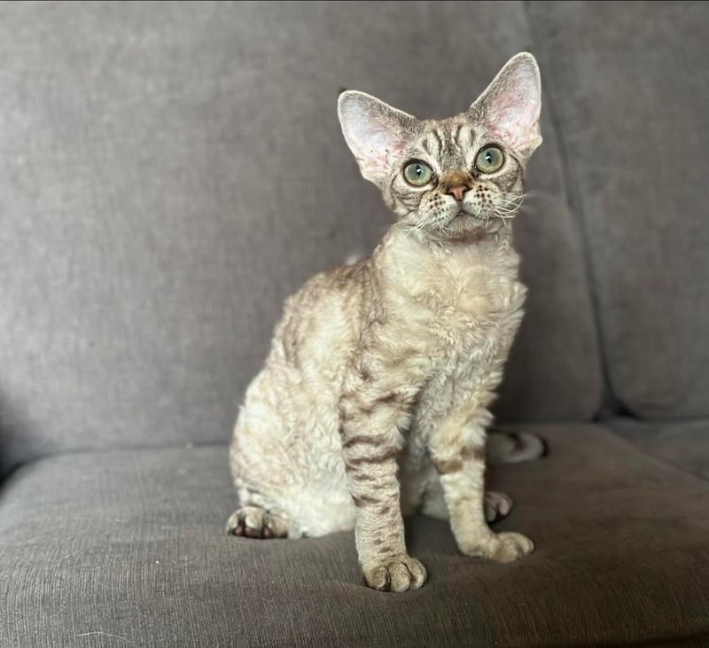 Devon Rex