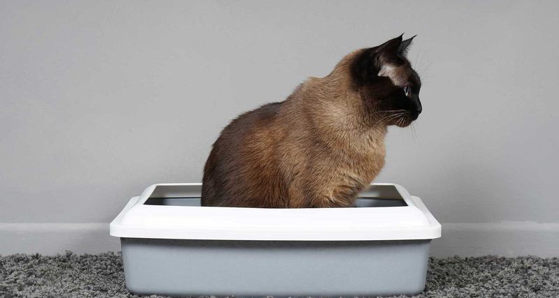 Dirty Litter Box