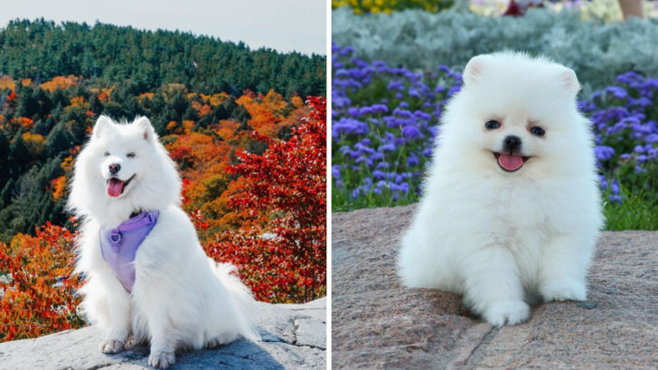 Discover 15 Dog Breeds with Cloud-Like Coats That Scream Cuddle Time