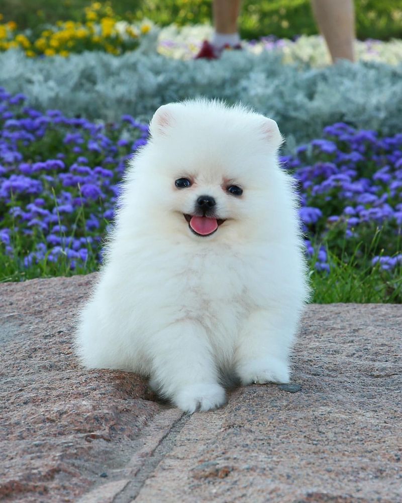 Discover 15 Dog Breeds with Cloud-Like Coats That Scream Cuddle Time