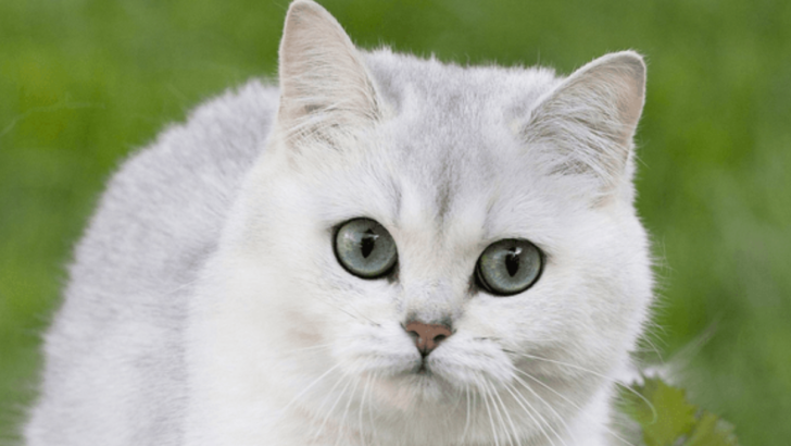 Discover 8 Beautiful White Cat Breeds