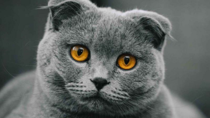 Discover The 11 Most Wonderful Cat Breeds For Kids