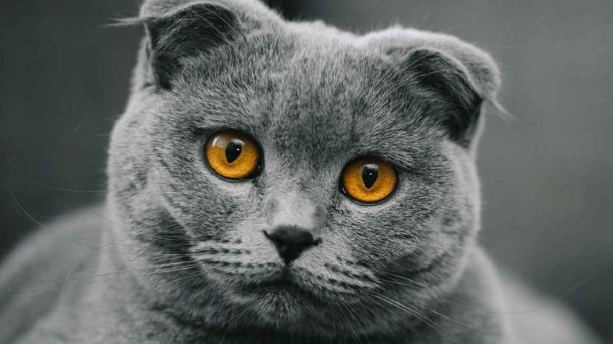 Discover The 11 Most Wonderful Cat Breeds For Kids