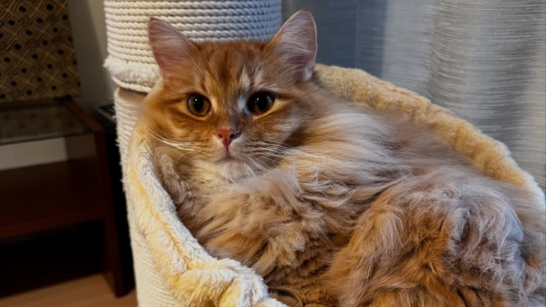 Discover the 12 Unique Tabby Cat Colors, Ranked from Rarest to Most Common