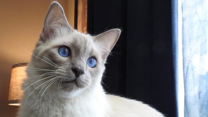 Discover the Cats With the Most Impressive Lifespans