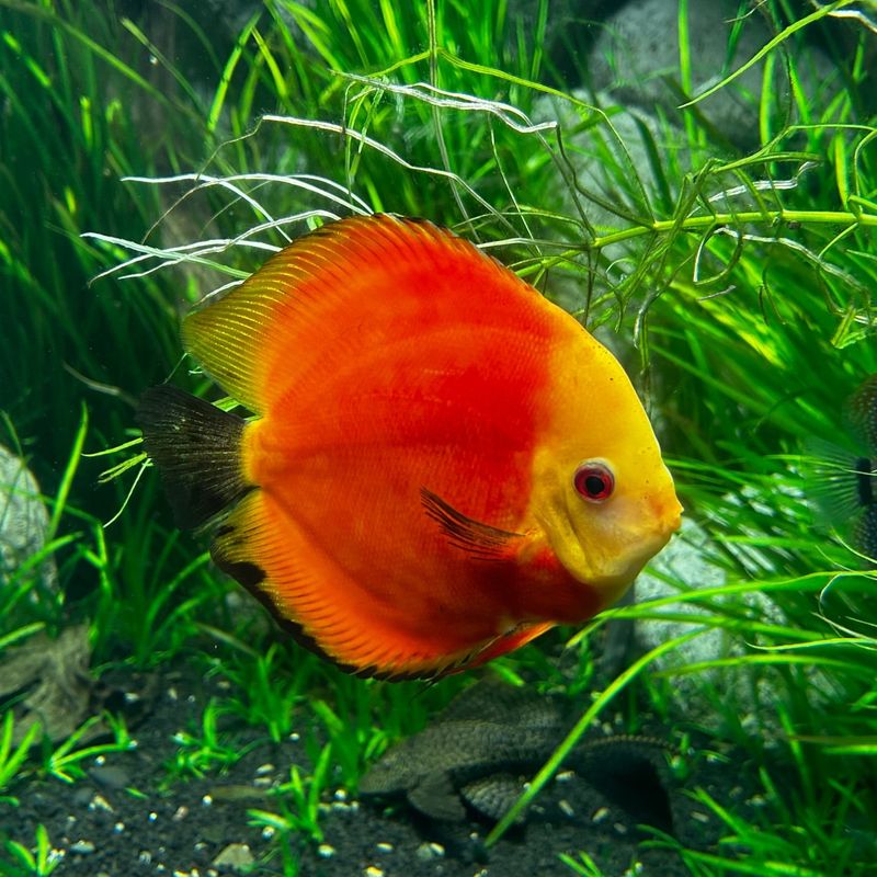 Discus Fish