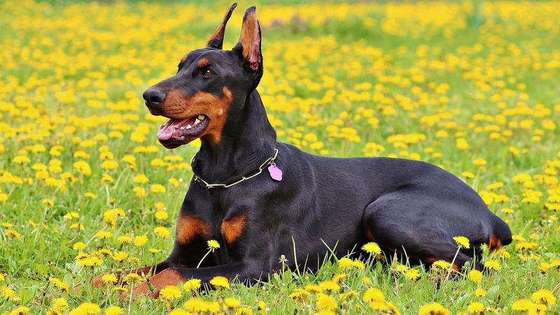 Doberman Pinscher