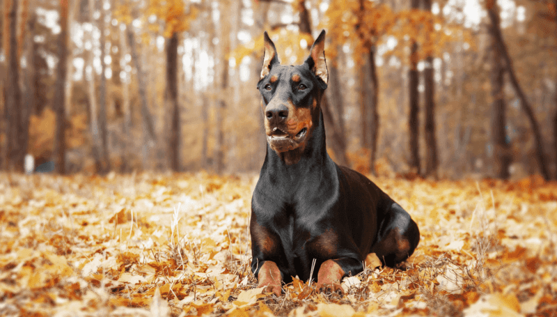 Doberman Pinscher