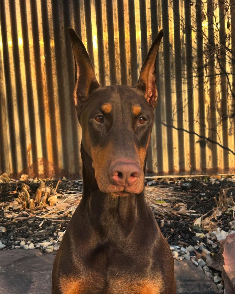 Doberman Pinscher