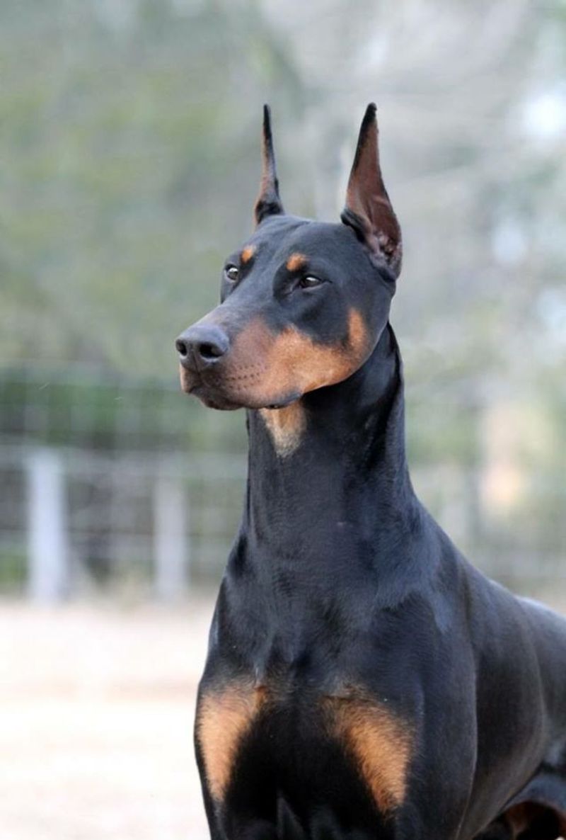 Doberman Pinscher