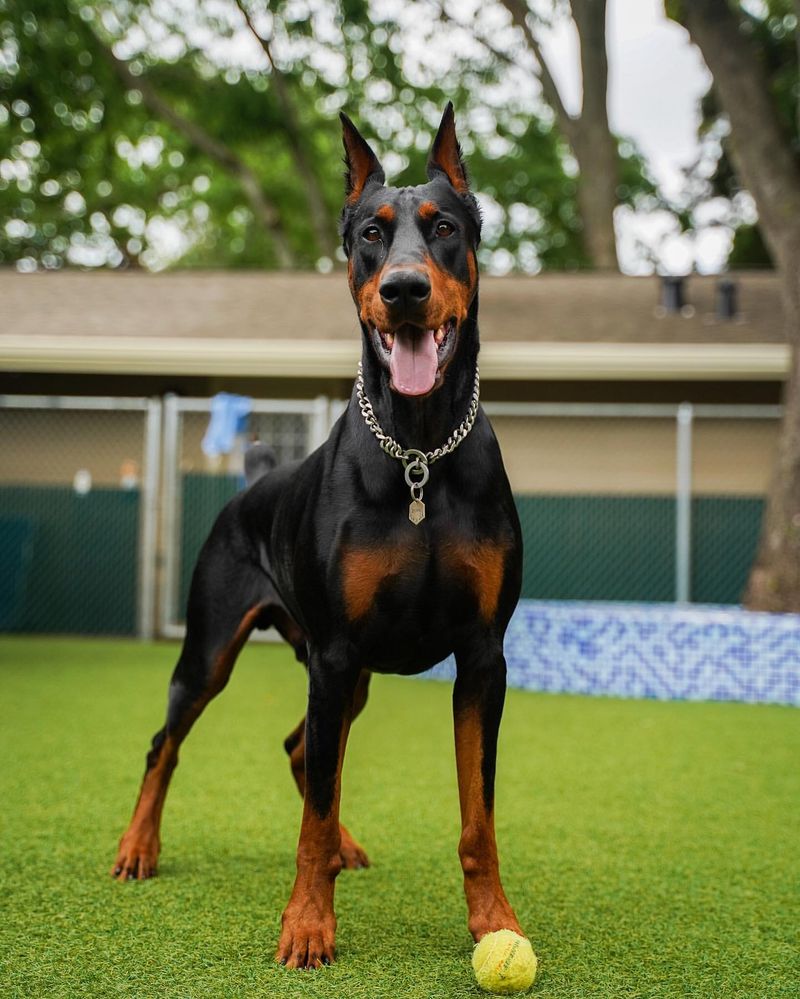 Doberman Pinscher