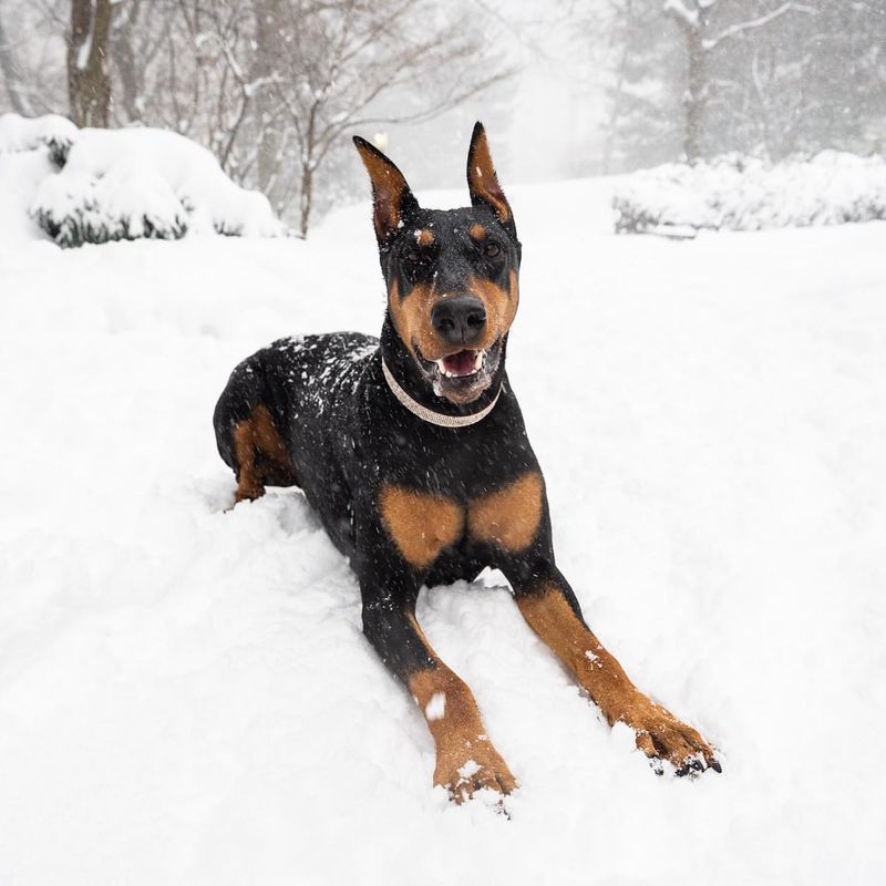 Doberman Pinscher