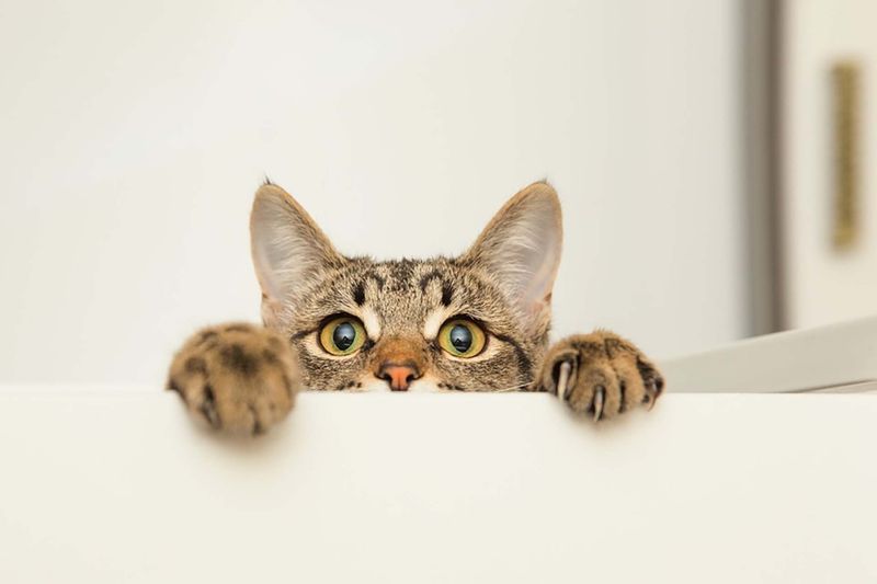 Does Your Cat Stare at You? Here Are 6 Reasons Why