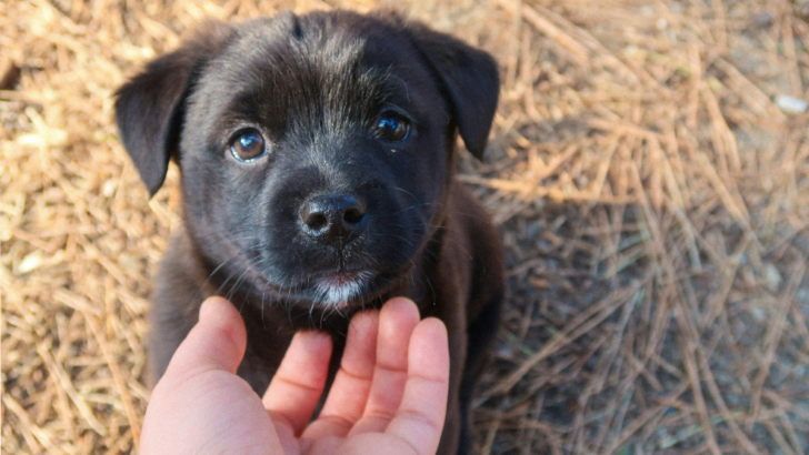 Dog ‘Talk’ Decoded: 10 Ways They Get Their Message Across Without a Single Woof