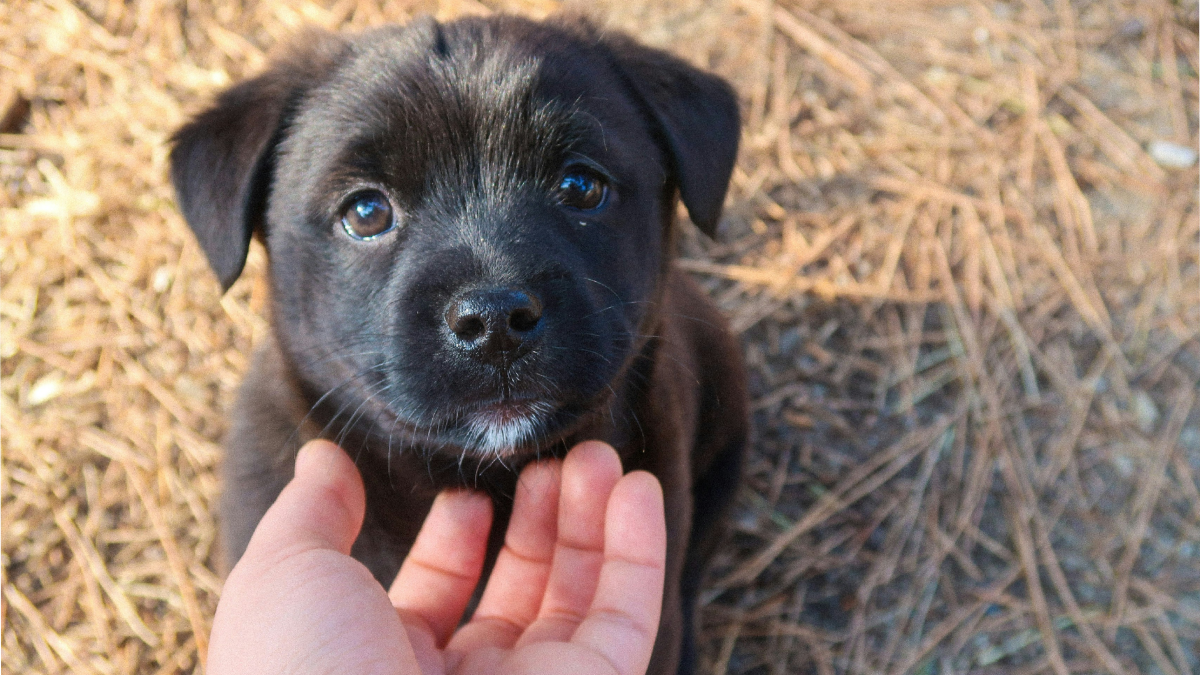 Dog ‘Talk’ Decoded 10 Ways They Get Their Message Across Without a Single Woof