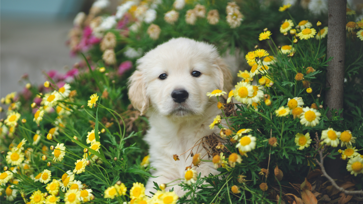 Dog Owners Beware! These Flowers and Plants Could Harm Your Pup