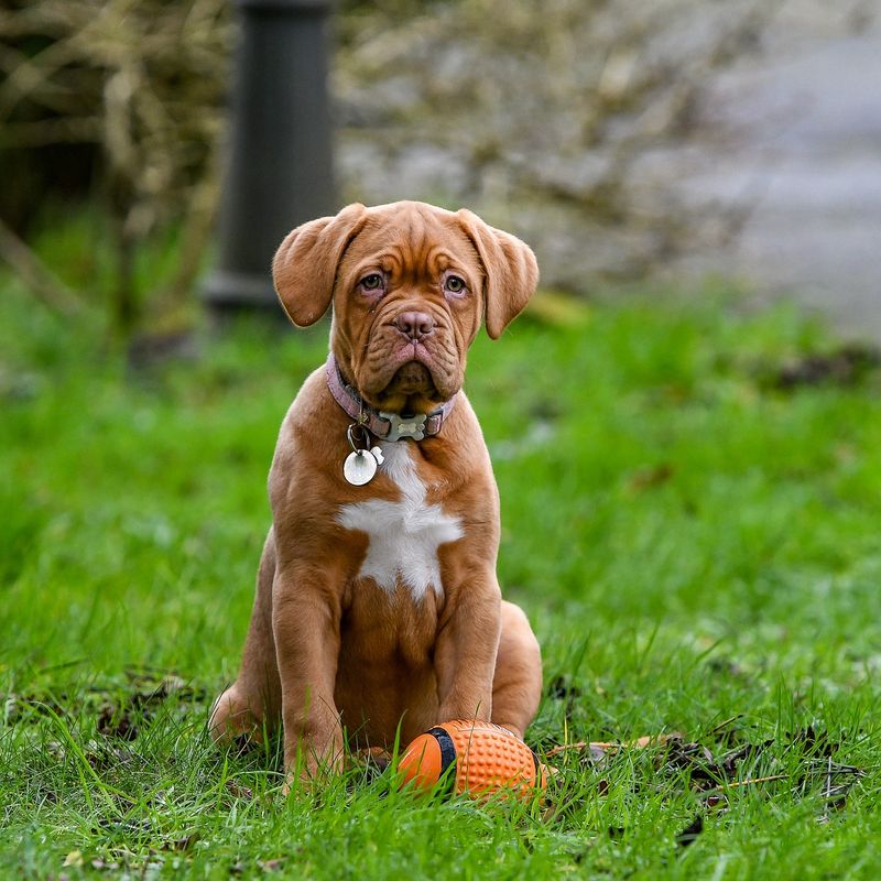 Dogue de Bordeaux