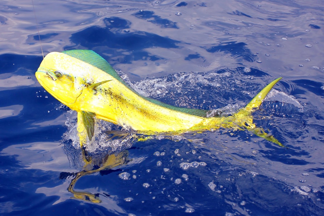 Meet the 10 Fastest Fish in the Ocean, Ranked from Quick to Lightning Fast