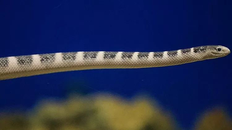 A Look at the 12 Most Venomous Creatures You Hope to Never See