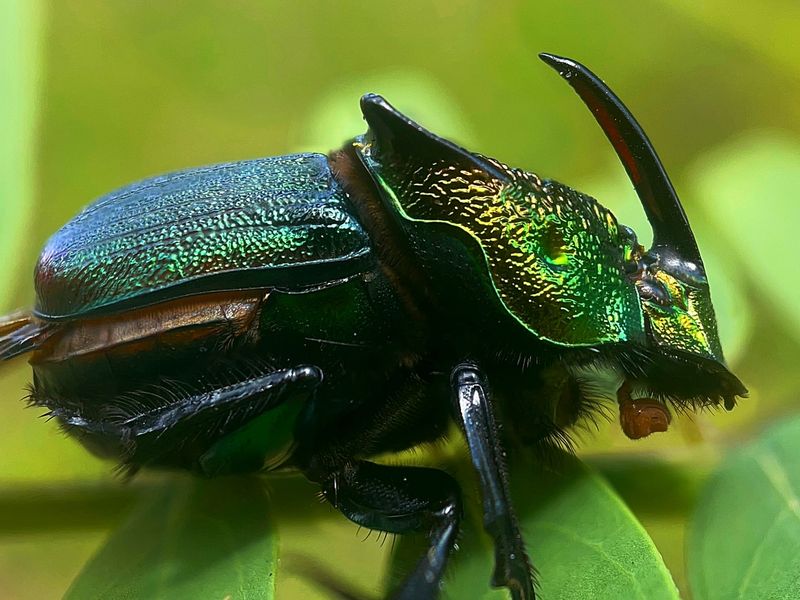 Dung Beetle