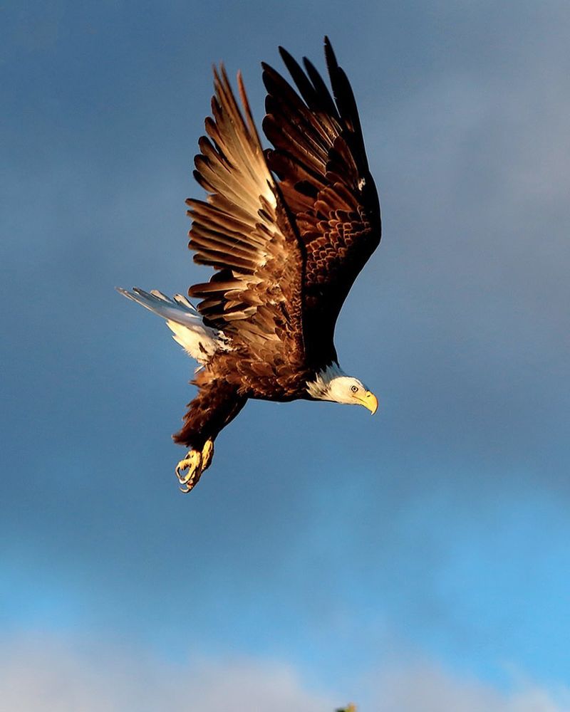 Eagle