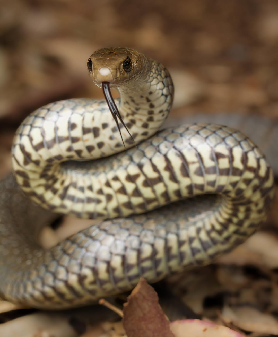 15 Snake Species Ranked by How Dangerous They Truly Are—From Mildly Venomous to Absolutely Lethal