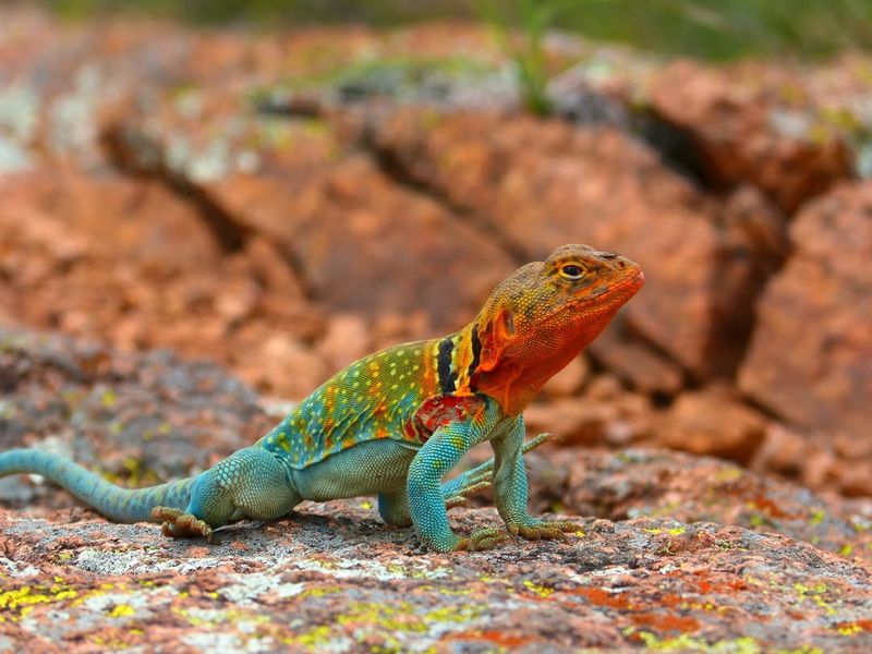 Eastern Collared Lizard