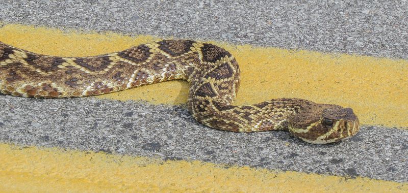 Eastern Diamondback Rattlesnake