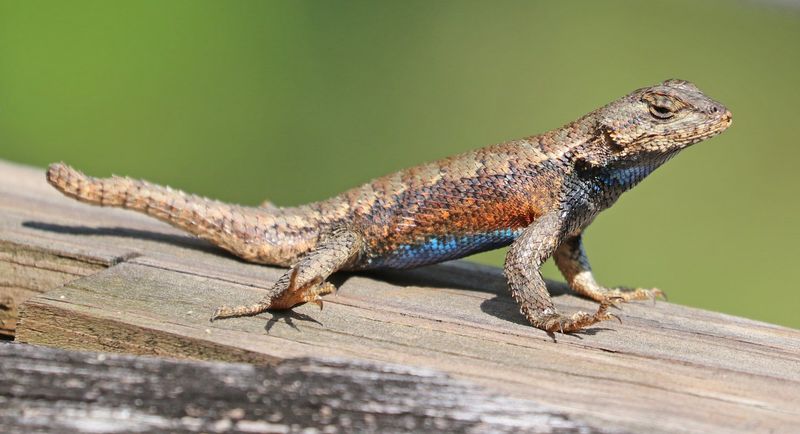 Eastern Fence Lizard