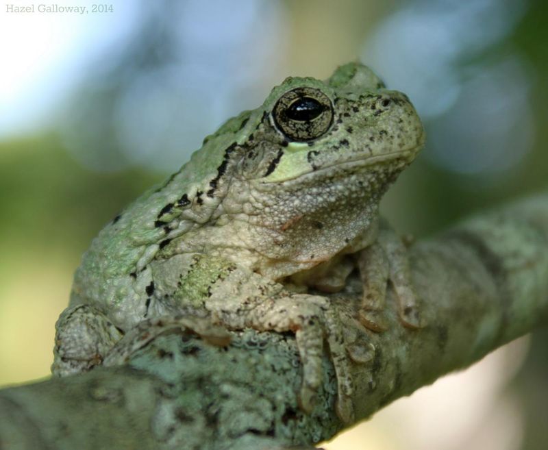 Eastern Grey Tree Frog