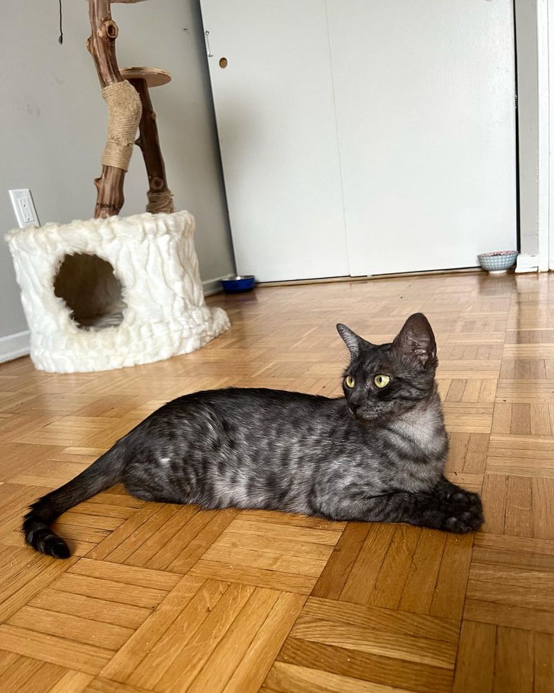 Egyptian Mau