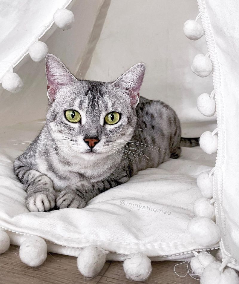 Egyptian Mau