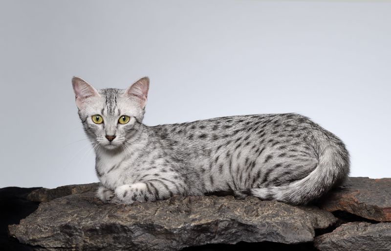 Egyptian Mau