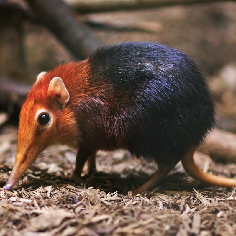 Elephant Shrew