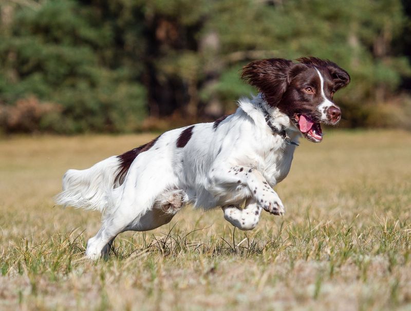 English Springer Spaniel